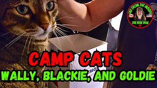 July 25th, 2023 | The Lads Vlog-005 | Camp Cats Wally, Blackie, And Goldie