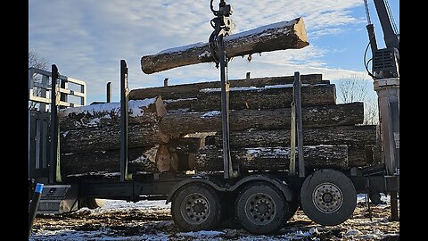 Felling Timber Tips, How Back Cut & High Wood Effects Fiber Pull When Felling Maple
