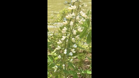 Wildflowers are beautiful also