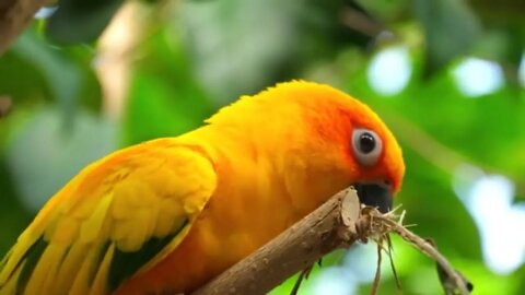 Beautiful parrots in jungle, animals, birds, nature, parrots, beautiful, wildlife, #shorts