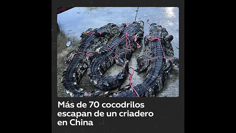 Más de 70 cocodrilos escapan de un criadero por las inundaciones en China