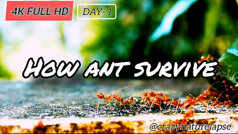 HOW ANT SURVIVE || ANT LIFE || DAY 1 || TIME LAPSE || CRAZY NATURE LAPSE