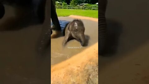 हाथी का बच्चा क्या कर रहा है😱What Is The Elephant Doing👈