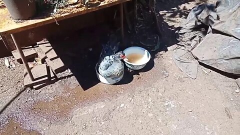 Muscovy Duck, Cleaning in a bowl of water