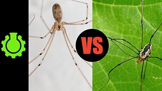 Are Daddy Longlegs Spiders? (Re: 8 Animal Misconceptions Rundown)