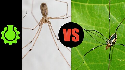 Are Daddy Longlegs Spiders? (Re: 8 Animal Misconceptions Rundown)