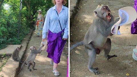 Cheeky Monkey Steals Tourist's Hat