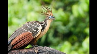 5 Fun Facts About The Hoatzin