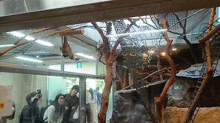 Ryukyu Flying Fox at Ueno Zoo