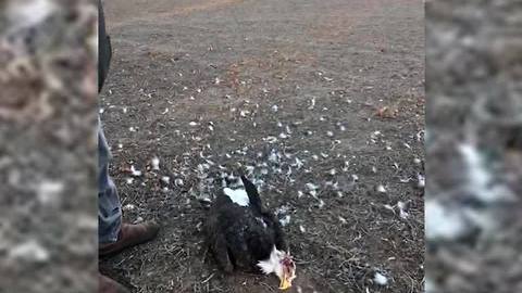 Bald Eagle Shot Down In Sequoyah County