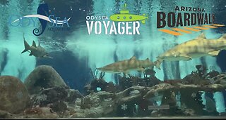 OdySea Aquarium Scottsdale Arizona: Inside The Shark Tank