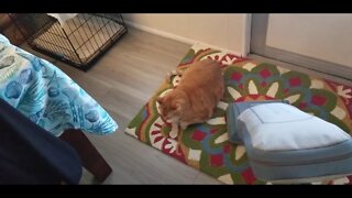 Cat Refuses to Move for Vacuum