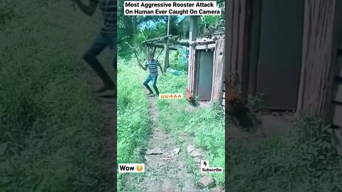 Most Aggressive Rooster Attack On Human Ever Caught On Camera #shorts #rooster #animals #wildlife