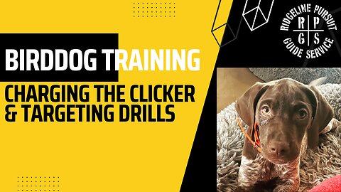 Bird Dog Training - Charging the Clicker and Targeting