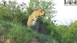 Male Leopard in the Morning Sun