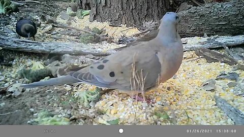 Cute😍 little dove🕊️ doving🕊️ her way through life #cute #funny #animal #nature #wildlife #trailcam