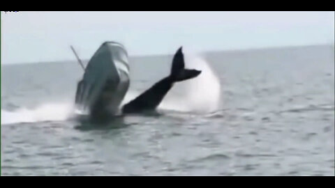 Giant Sea Creatures Colliding With Small Boats Caught on Camera - The Ocean is Intense!