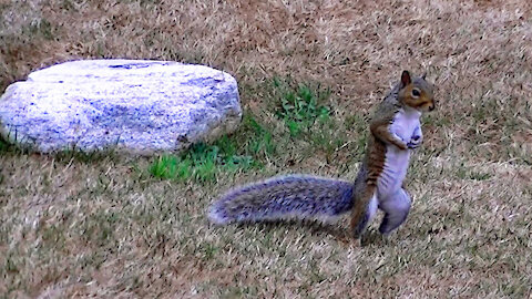 IECV NV #468 - 👀 Grey Squirrel Exploring Around The Backyard🐿️ 9-8-2017