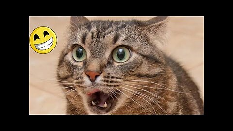 funny cats compilation 😂😅funny cats videos