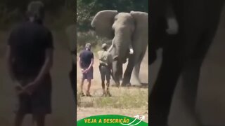 ELEFANTE ENCARANDO O CAÇADOR #shorts #animals #planetaanimalshorts