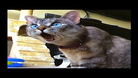 BEST FUNNIEST ANIMALS Funny Animal Videos Compilation 😹 😹 Try Not To Laugh