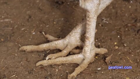 Peacock Feet, Peacock Minute, peafowl.com