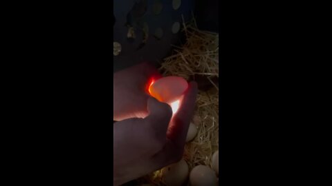 Fertile chicken egg being candled