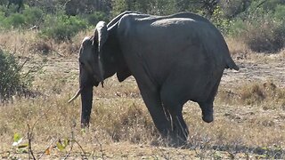 Three-legged Elephant Still Surviving In The African Wild