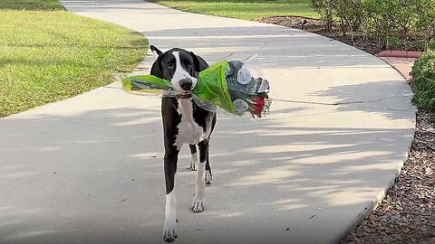Clever Great Dane delivers Happy Anniversary flowers to mom