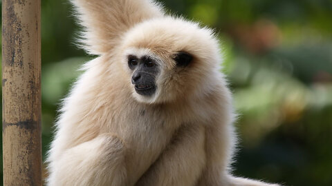 cute gibbons climbing