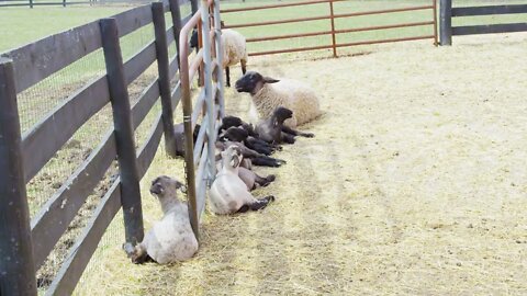 Lambs Laying By Fence