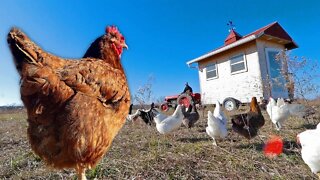 chickens watching their house DRIVE AWAY 🐔