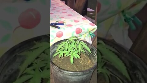 Magic Topping Cannabis Plant - 2nd Time