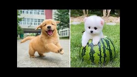 Funny Animals-Cats and Dogs in 4K- Sooo Cutee