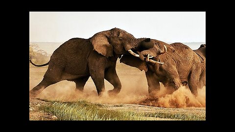Elephant biggest fight with each other a very dangerous video