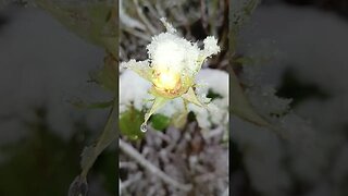 #rose and #snow