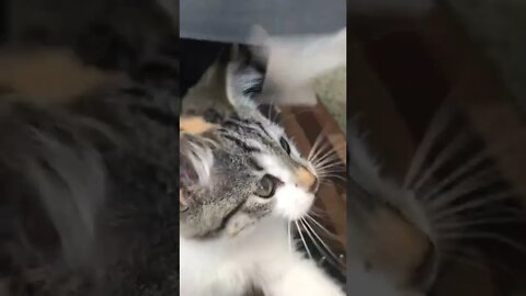 Cute Cat Playing