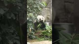 Cute panda chewing on bamboo ❤️ #shorts