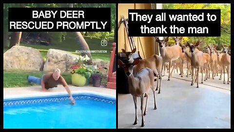 BABY DEER rescued from POOL & returns with FAMILY to THANK MAN