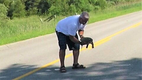 How to properly rescue a large snapping turtle crossing the road