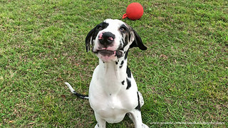 Smiling Great Dane puppy learns to sit and stay
