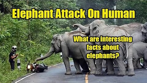 Indian Elephant African Bush Elephant Attack on Human