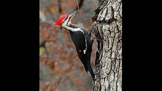Nature - Pileated Woodpecker
