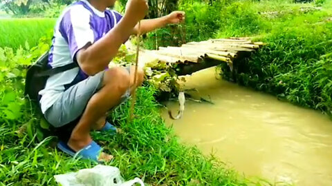 Fishing in the rice field ditch!!! after the rain you can get monster fish