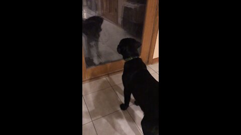 Dog vs His Reflection Cute and Funny Black Labrador