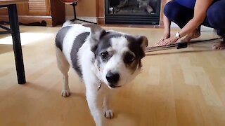 Corgi Dog Helps Grandma Clean The House