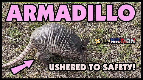 Ushering an Armadillo to Safety! Volusia County, FL