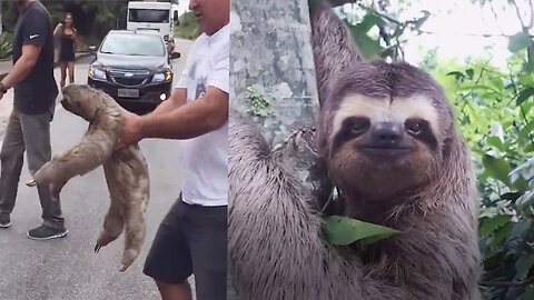 Sloth gave a cheeky wave and a smile after he was rescued;)