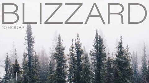 BLIZZARD IN THE FOREST| Howling wind and blowing snow for Relaxing| Studying| Sleep| Winter Ambience