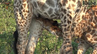 Cute Suckling Giraffe
